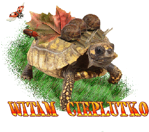 Żółw z jesiennym liściem wita cieplutko